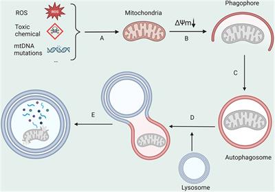 Mitophagy in hypertension-mediated organ damage